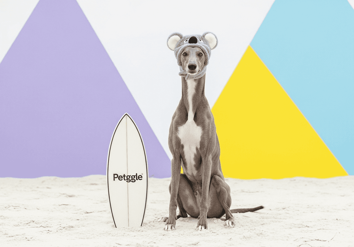 Greyhound