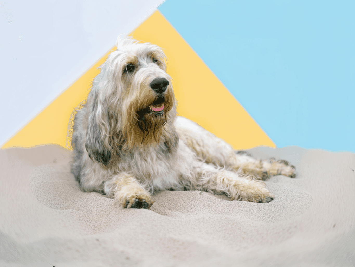 Otterhound