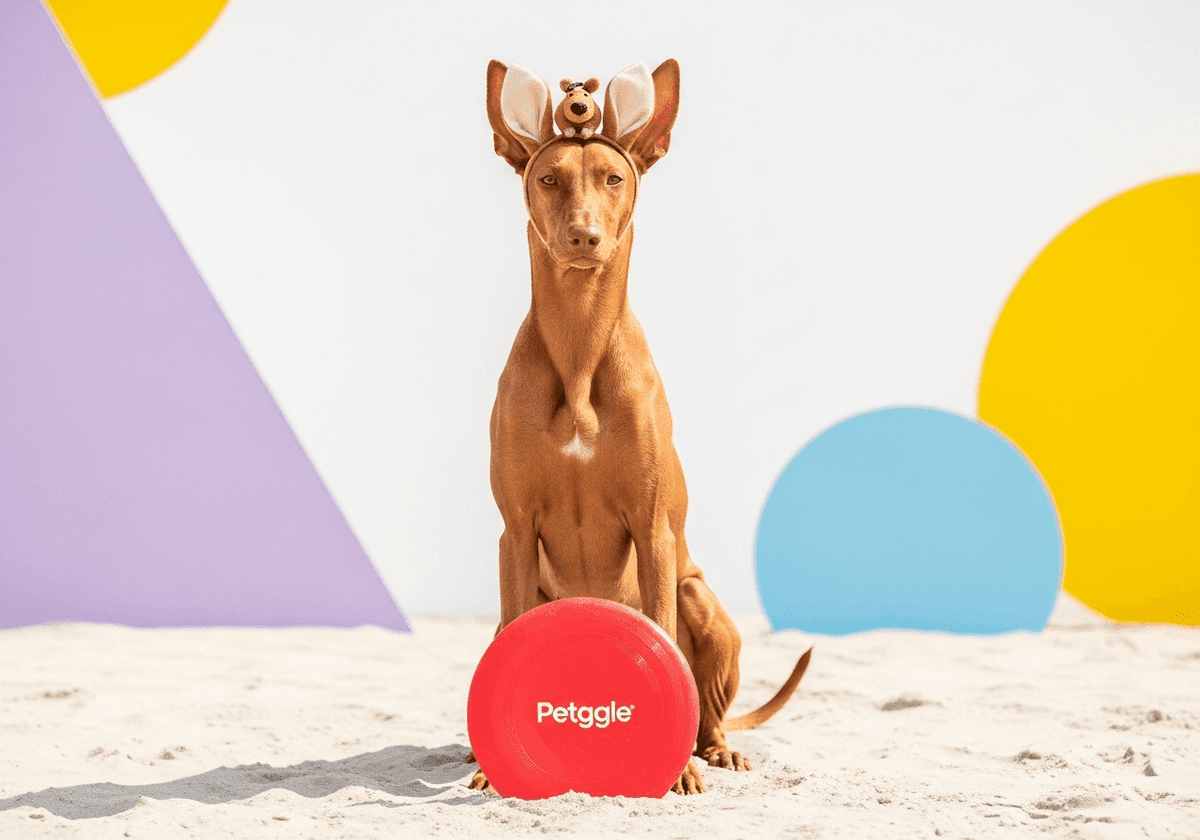 Pharaoh Hound