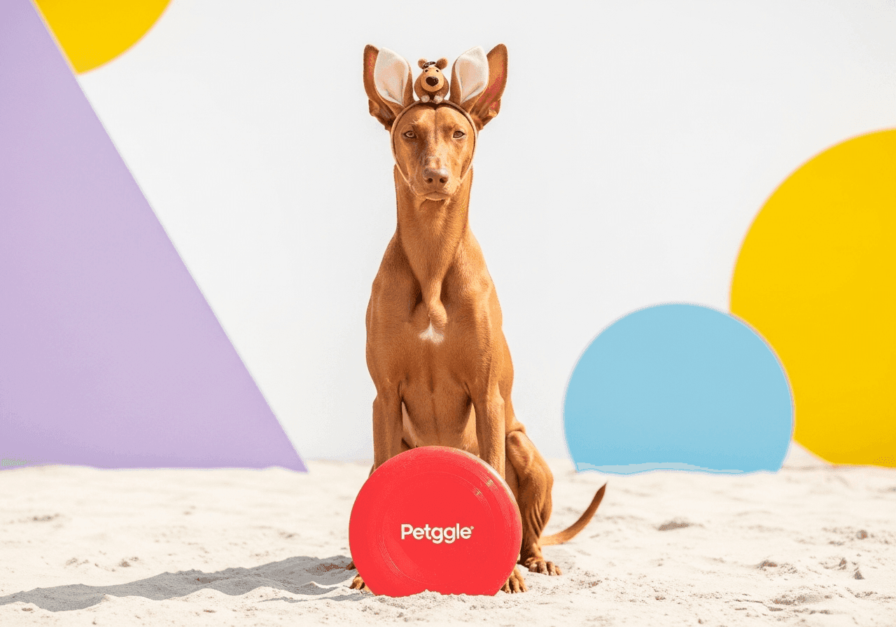 Pharaoh Hound