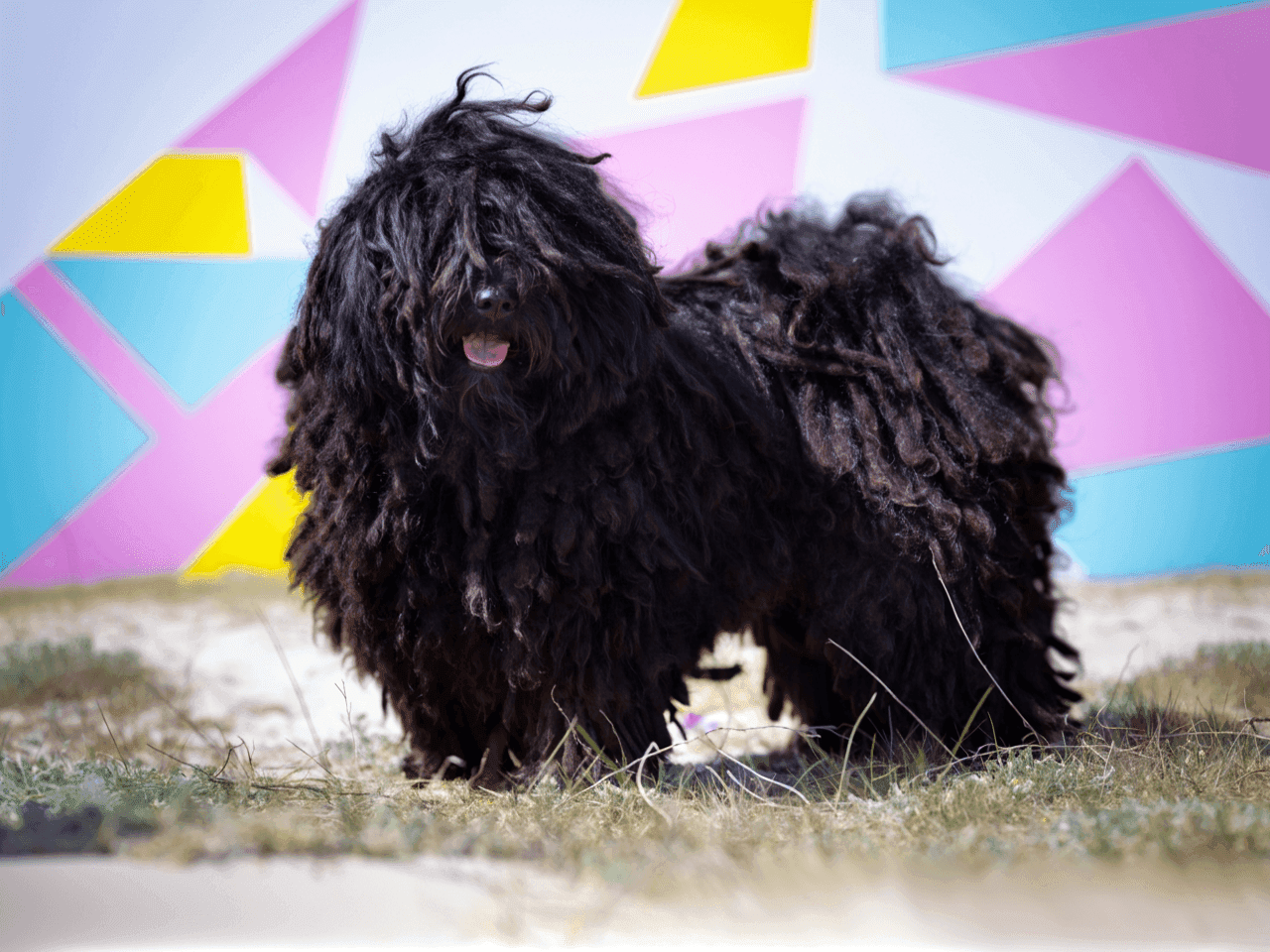 Puli
