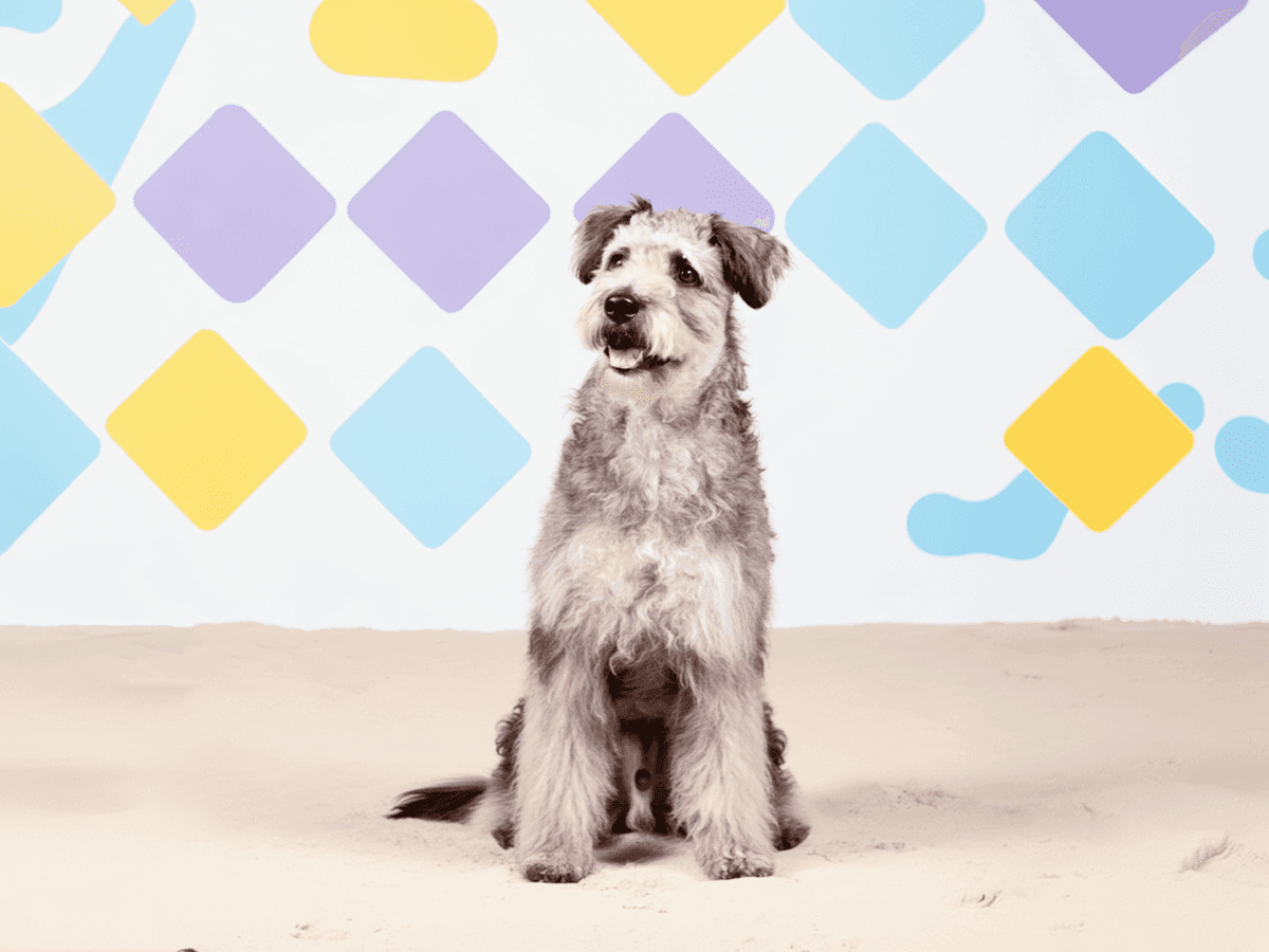 Pumi
