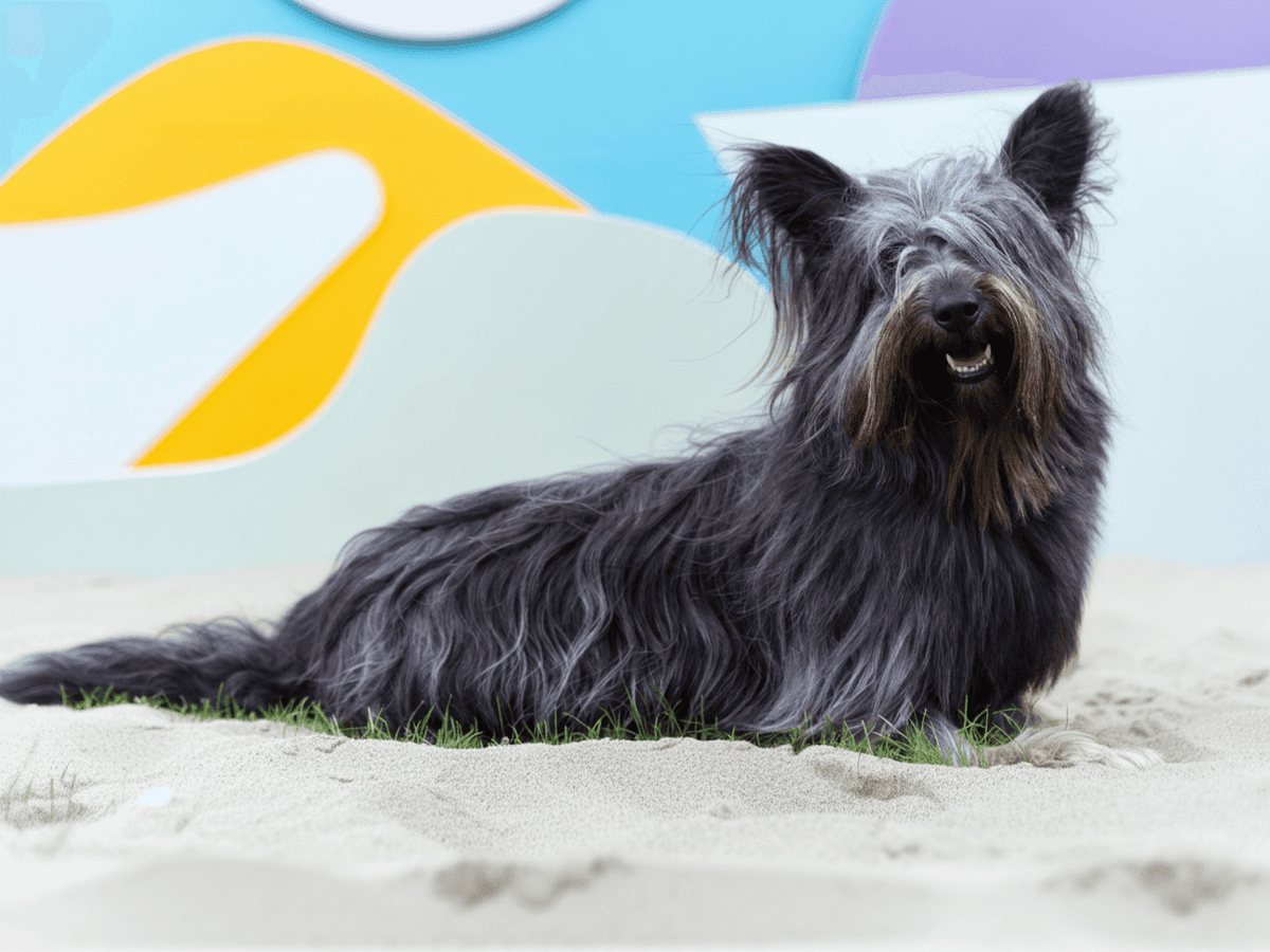 Skye Terrier